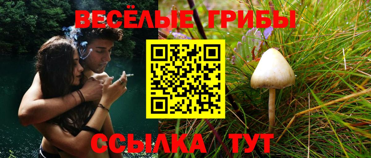 магазин  наркотиков  Псилоцибиновые грибы Psilocybine cubensis  Псков  Вход с VPN  Псилоцибиновые грибы GOLDEN TEACHER 